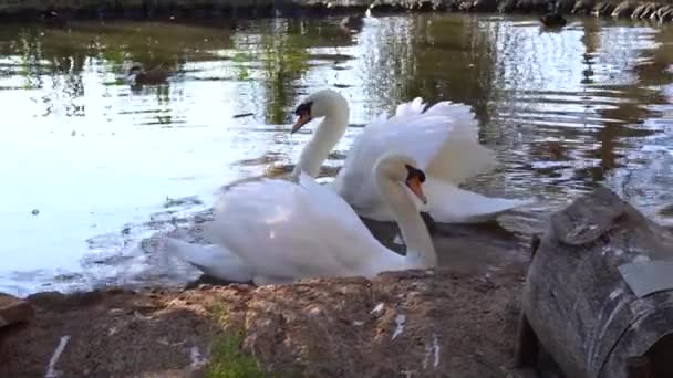 Couple Mute Swans Swimming Pacing Together Man Made Pond Medium — Video