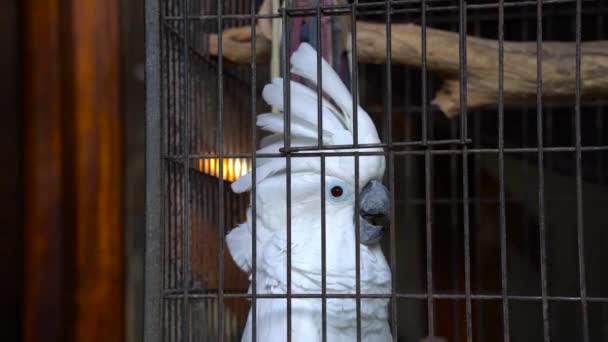 Close White Cockatoo Cage Extending His Head Crest — Vídeos de Stock