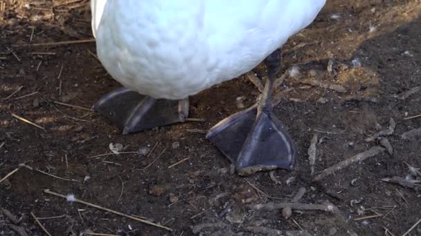 Close Mute Swans Feet Standing Ground — Stok Video