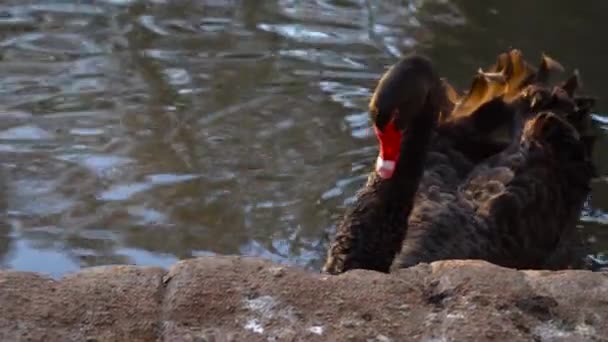 Black Swan Swimming Pacing Man Made Pond Close — Vídeo de Stock