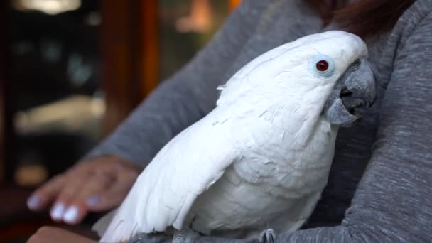 Person Holding Petting Friendly White Cockatoo — Video Stock