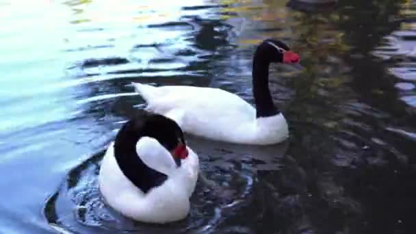 Couple Black Necked Swans Pond Swimming Calling — Stock videók