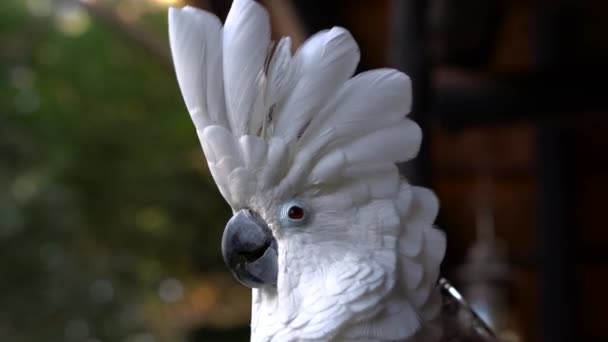 White Cockatoo Extending His Head Crest While Sitting Person Shoulder — Vídeos de Stock