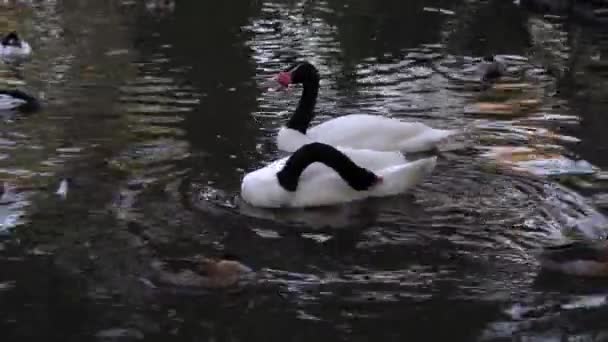 Couple Black Necked Swans Swimming Calling Pond Together Ducks — Stock videók