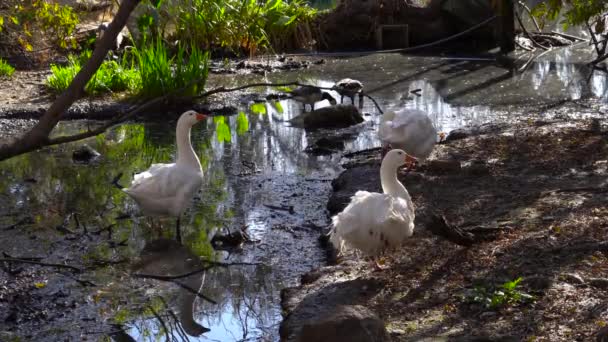 Geese Ducks Standing Pond Man Made Enclosure — Stock Video