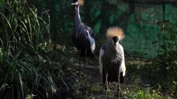 Pair Grey Crowned Cranes Enclosure Rustling Feathers Medium Shot — Vídeo de stock
