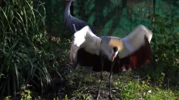 Pair Grey Crowned Cranes Enclosure One Strutting Flapping His Wings — Stock videók