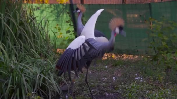 Pair Grey Crowned Cranes Enclosure One Strutting Flapping Wings Jumping — Video