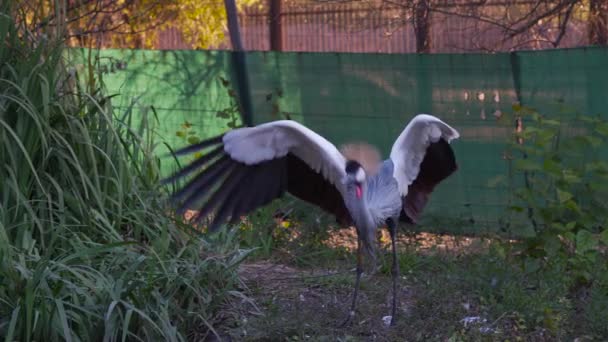 Grey Crowned Crane Enclosure Strutting Flapping Wings Jumping Foreground Medium — 비디오