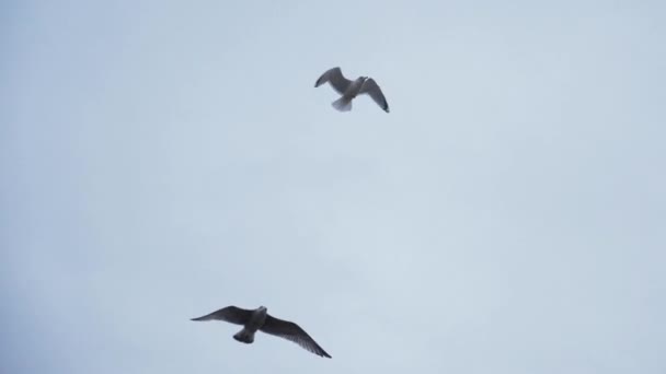 Two Seagulls Flying Slowmotion 180Fps — стокове відео