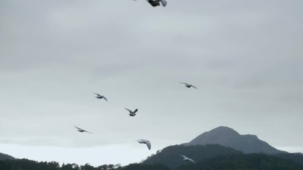 Flock Pigeons Flying Slowmotion 180Fps — Vídeos de Stock