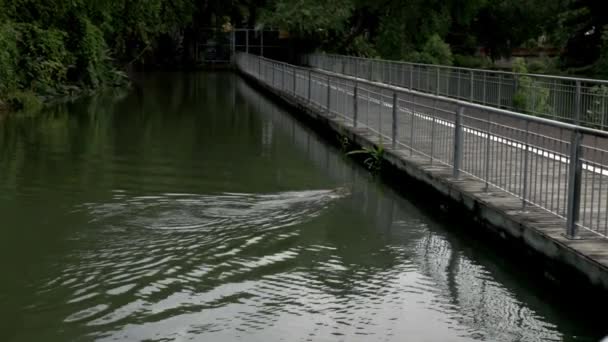 Komondo Dragon Lizard Swimming Bridge Park — Stock video