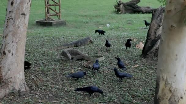 Komodo Dragon Eating Meat Park Birds Also Eating Park — Stock video