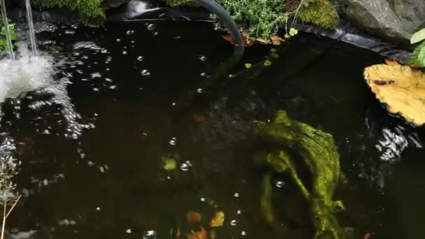 Slider Shot Outdoor Pond — 비디오