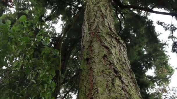Shot Tree Trunk Nature — Αρχείο Βίντεο