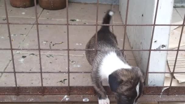 Tri Color Puppy Successfully Escapes Dog Cage Few Tries — Αρχείο Βίντεο