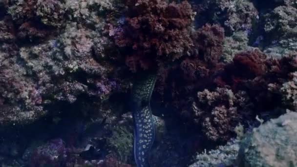 Moray Eels 명상의 바다에 바위들 사이를 걸어서 합니다 슬로우 모션으로 — 비디오