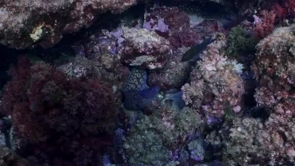 Середземноморський Морейський Вугор Рухається Між Скелями Стрілянина Повільному Русі — стокове відео