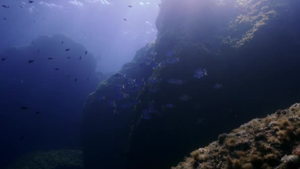 地中海の魚のグループ スローモーションで撮影し — ストック動画
