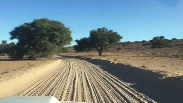 Utsikten Jordveiene Kalahari Gjennom Safari Kjøretøy Kgalagadi Grensepark Vanlig Dag – stockvideo