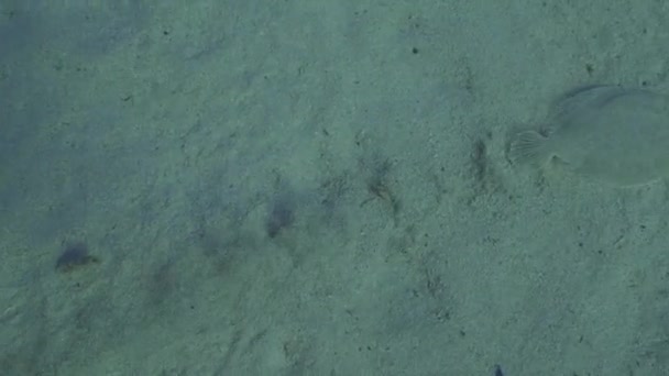 Underwater Shot Sole Fish Moving Sand Shot Mediterranean Sea Slow — Αρχείο Βίντεο