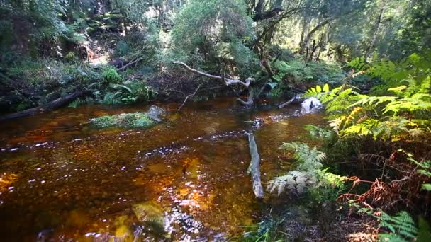 Vapores Suaves Tranquilos Que Atravessam Seção Guindastes Floresta Knysna Brak — Vídeo de Stock