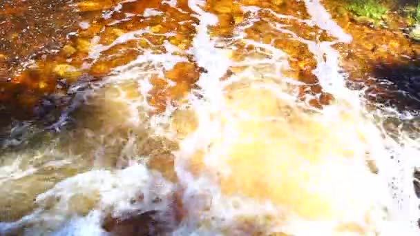 Miękkie Ciche Pary Przebiegające Przez Las Knysna Goudveld Brak Wody — Wideo stockowe