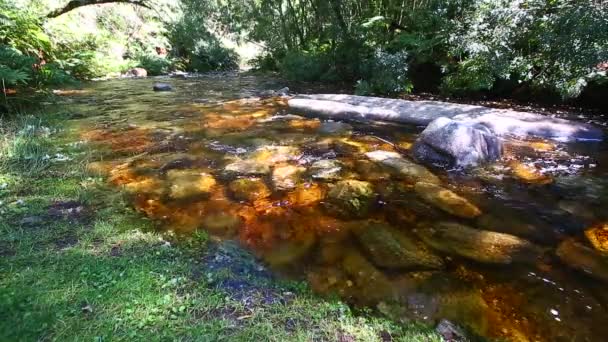 Vapores Suaves Tranquilos Que Atravessam Seção Guindastes Floresta Knysna Brak — Vídeo de Stock