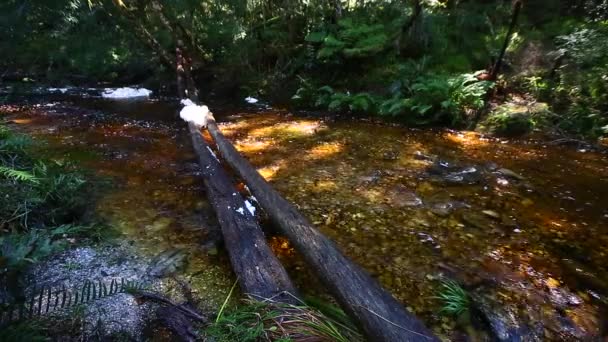 Vapores Suaves Tranquilos Que Atravessam Seção Guindastes Floresta Knysna Brak — Vídeo de Stock