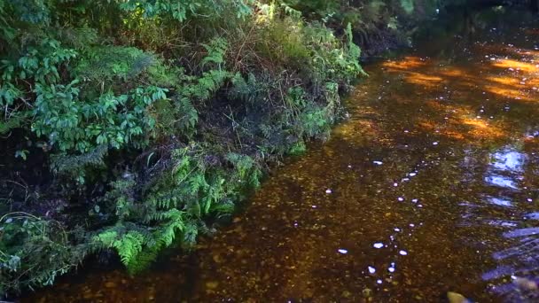クニスナの森の中を流れる柔らかい静かな蒸気は セクションを曇らせました この自然の森の中をゆっくりと流れる多くの曲がりと岩の黒い水 — ストック動画