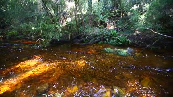 Morbidi Vapori Tranquilli Che Attraversano Sezione Goudveld Della Foresta Knysna — Video Stock