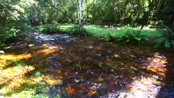 Morbidi Vapori Tranquilli Che Attraversano Sezione Goudveld Della Foresta Knysna — Video Stock