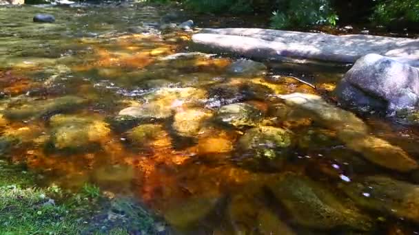 Tiché Tiché Páry Které Protékají Knysnskou Lesní Částí Goudveldu Brzdná — Stock video