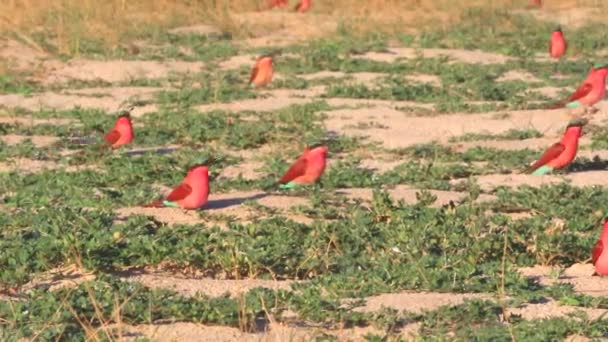 Southern Carmine Bee Eater Colony Summer Month October Zambezi River — Stock Video