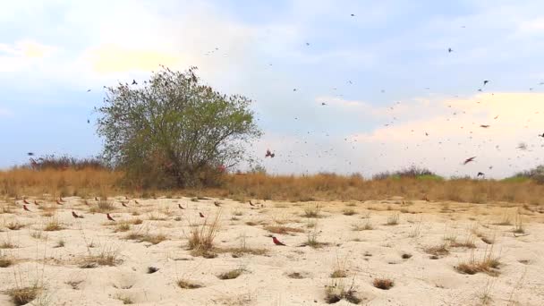 Southern Carmine Bee Eater Colony Summer Month October Zambezi River — Vídeos de Stock