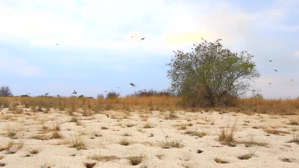 Southern Carmine Bee Eater Colony Summer Month October Zambezi River — Αρχείο Βίντεο