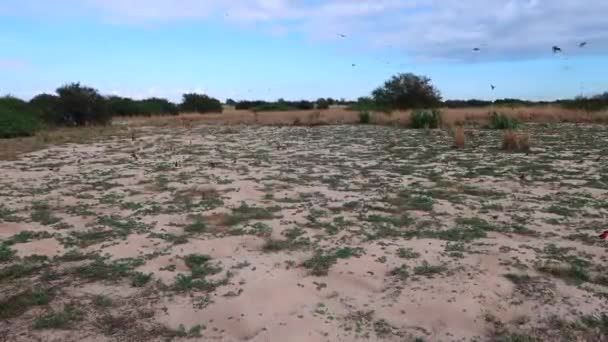 Southern Carmine Bee Eater Colony Summer Month October Zambezi River – stockvideo