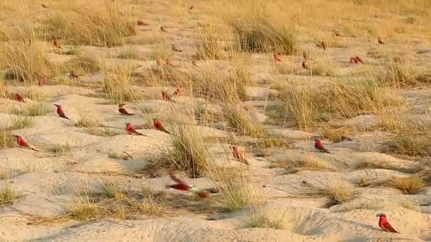 Southern Carmine Bee Eater Colony Summer Month October Zambezi River — Stockvideo