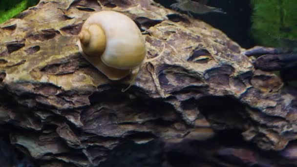 Freshwater Snail Climbing Rock — Stock Video