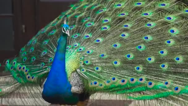 Peacock Displaying Colorful Feathers — Stock Video