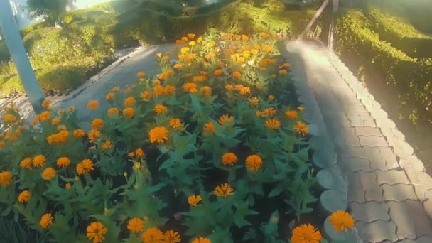 Дивлячись Квіти Парку — стокове відео