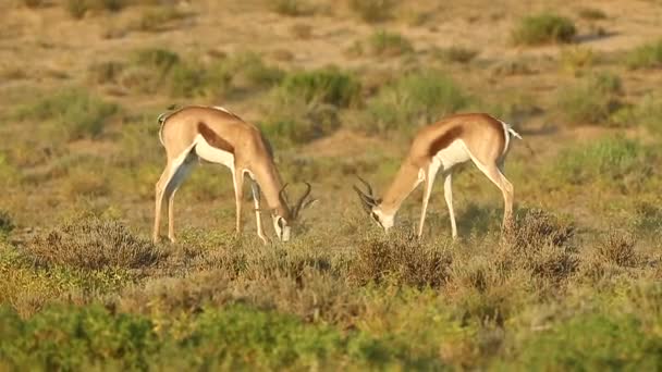 Dos Spar Springbok Entre Gran Kalahari Esto Sucede Durante Rutina — Vídeos de Stock