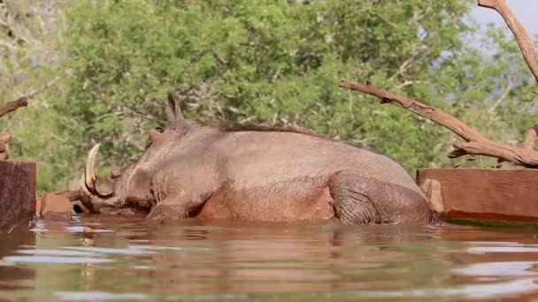 Vanliga Warthog Drycker Underjordisk Fotografering Gömma Sig Värmen Sommaren Zimanga — Stockvideo