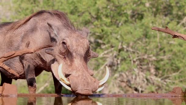 Common Warthog Напитки Подземном Фотографии Прятаться Разгар Лета Zimanga Частного — стоковое видео