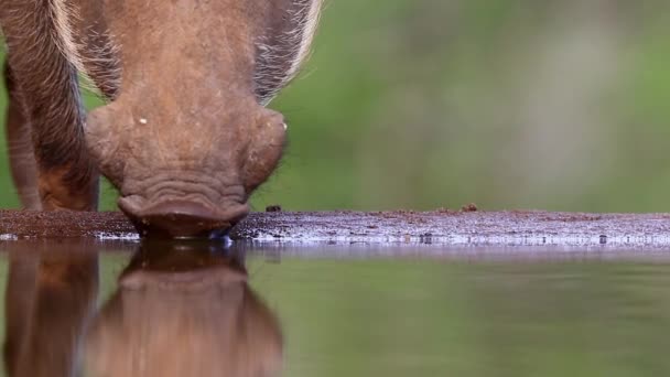 Băuturi Comune Warthog Fotografie Subterană Ascunde Căldura Verii Rezervația Privată — Videoclip de stoc