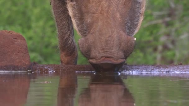 Gewöhnlicher Warzenschwein Trinkt Der Hitze Des Sommers Einem Unterirdischen Fotografenversteck — Stockvideo