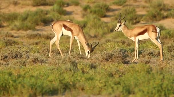 Velkém Kalahari Spolu Bojují Dva Skákací Boky Děje Během Letního — Stock video