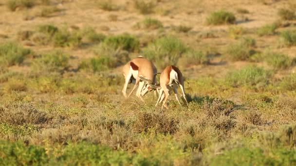 Two Springbok Spar Each Other Greater Kalahari Happens Rut Summer — Stock Video