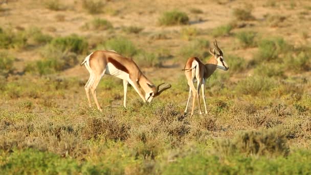 Due Springbok Affrontarono Nel Grande Kalahari Questo Accade Durante Routine — Video Stock