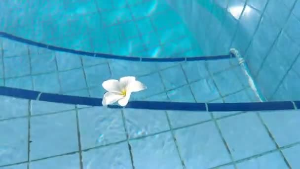 Blomma Vit Plumeria Franzhipan Flyter Poolen Vatten Sommaren — Stockvideo